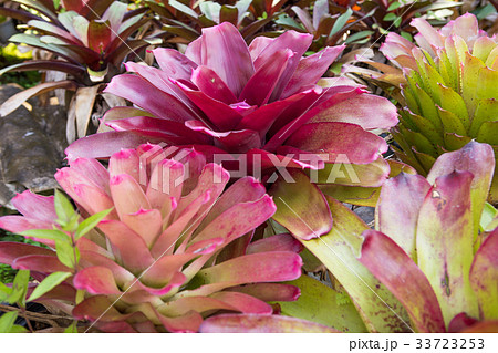 Bromeliad , Aechmea fasciata , Urn Plant 33723253