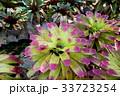 Bromeliad , Aechmea fasciata , Urn Plant 33723254