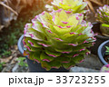 Bromeliad , Aechmea fasciata , Urn Plant 33723255
