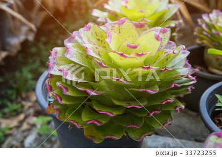 Bromeliad , Aechmea fasciata , Urn Plant 33723255