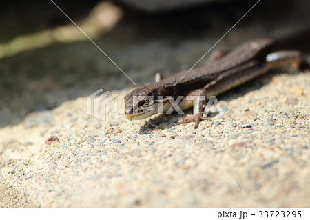 カナヘビ 33723295