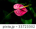 Pink anthurium flowers 33723302