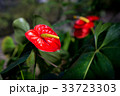 Red anthurium flowers 33723303