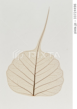 葉脈標本 33724496
