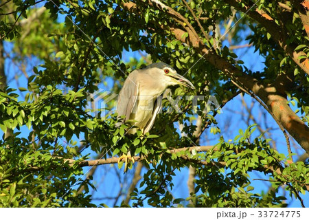 分枝 枝 支店 33724775