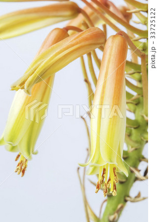 花 植物 屋外 33725122