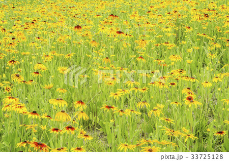 花 オオハンゴンソウ属 植物 33725128