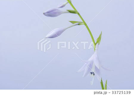 花 芽 ビビチュ 33725139