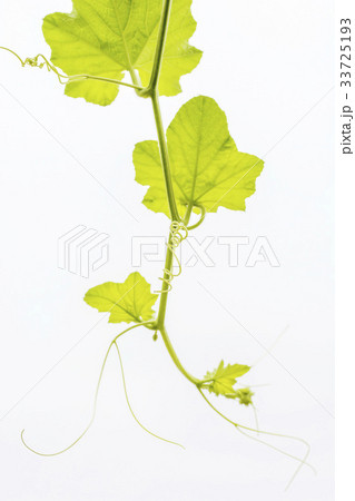 緑 緑色 葉 33725193