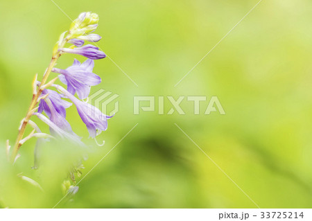 花 見よ ビビチュ 33725214