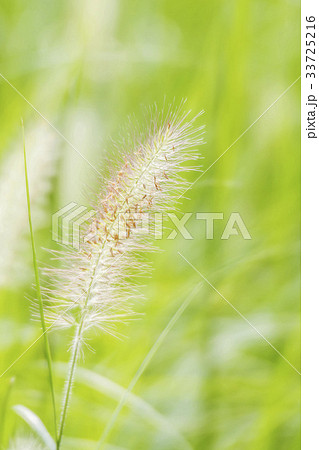 フォーカス チカラシバ 植物 33725216