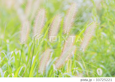 チカラシバ 植物 屋外 33725221