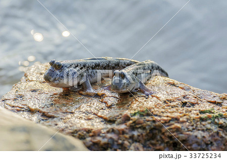 動物たちを石に変えてしまう印象的な湖！