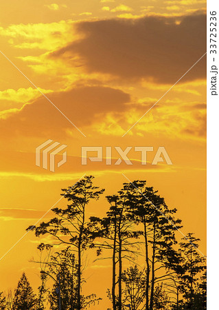 夕焼け 松 シルエット 33725236