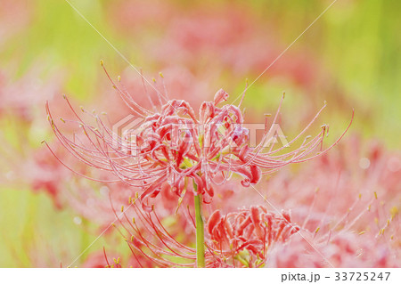 花 コトムルト 赤 33725247