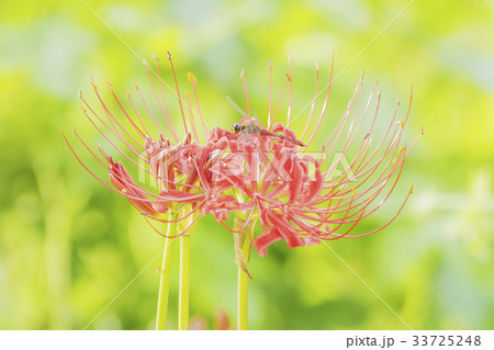 花 コトムルト 赤 33725248