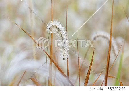 エノコログサ 植物 屋外 33725265