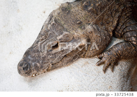 dwarf crocodile (Osteolaemus tetraspis) dwarf crocodile (Osteolaemus tetraspis) 33725438