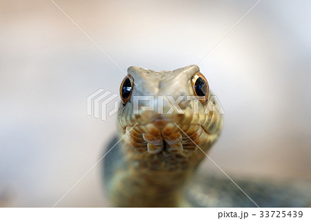 Montpellier snake (Malpolon insignitus) 33725439