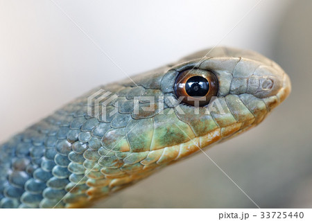 Montpellier snake (Malpolon insignitus) 33725440