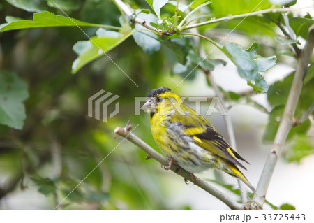 Eurasian siskin (Spinus spinus) small bird 33725443