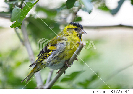 Eurasian siskin (Spinus spinus) small bird 33725444