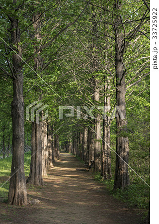 メタセコイア ソウル ワールドカップ公園 33725922