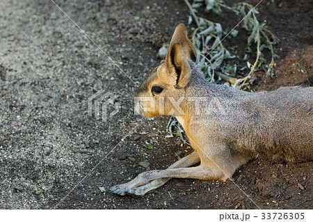 Patagonian Mara (Dolichotis patagonum) 33726305