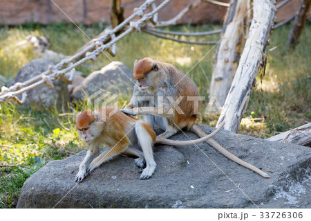 patas monkey (Erythrocebus patas) patas monkey (Erythrocebus patas) 33726306