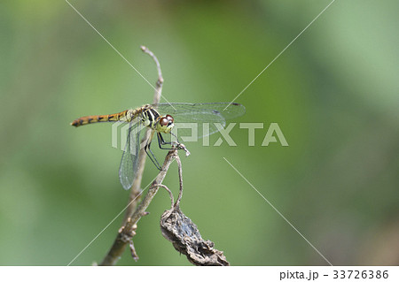 マユタテアカネ 33726386