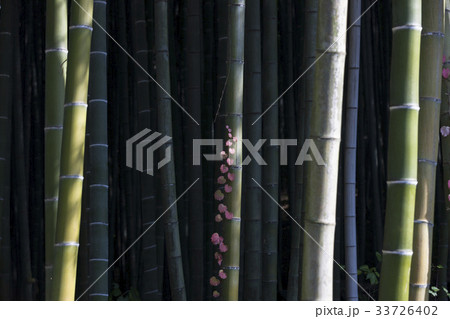 木 潭陽郡 ツタ 33726402