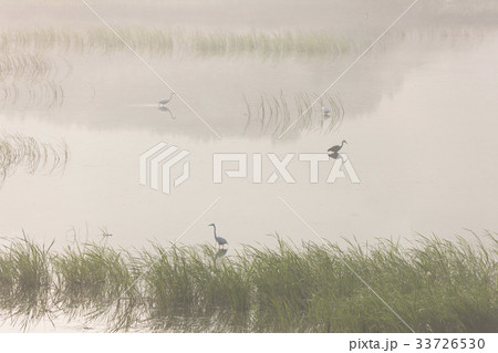 慶南 白鷺 夜明け 33726530