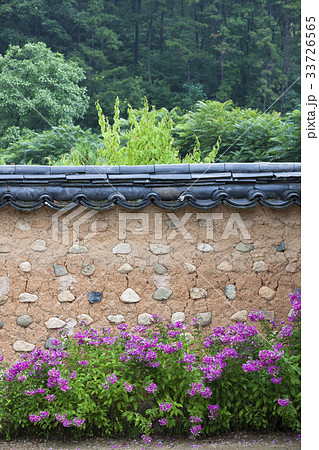 花 フロックス 韓国 33726565