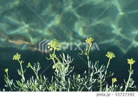 Sea fennel flowers Sea fennel flowers 33727392