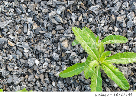 Gray Gravel Background Gray Gravel Background 33727544