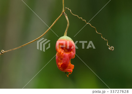 Red fruit of Ivy gourd, Coccinia grandis plant. Red fruit of Ivy gourd, Coccinia grandis plant. 33727628