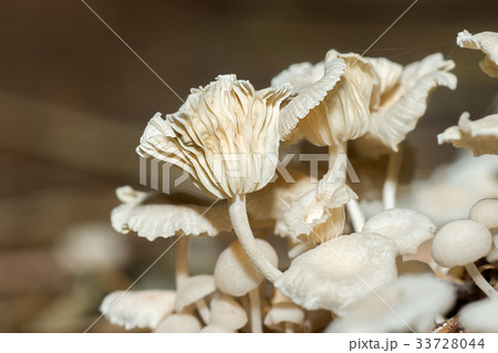 A group of poisonous mushrooms in the forest. 33728044