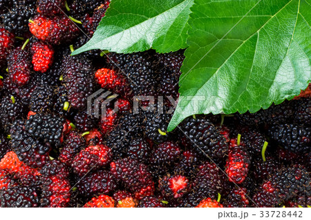Black and red mulberry background. 33728442