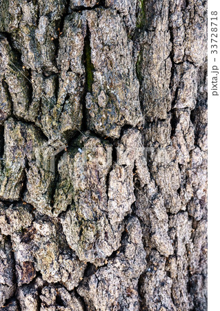 texture of the old tree bark texture of the old tree bark 33728718