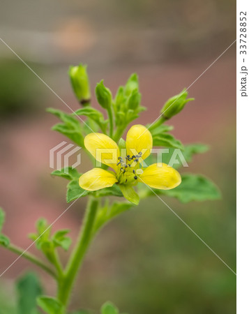 Asian Spider flower. Asian Spider flower. 33728852