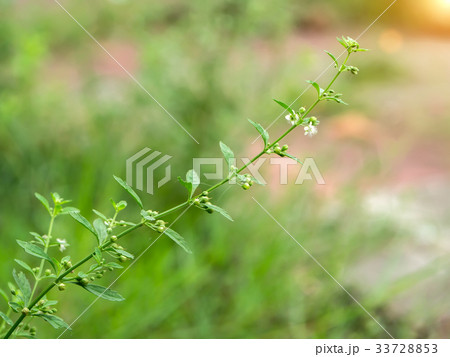 White flower grass of Macao Tea. White flower grass of Macao Tea. 33728853