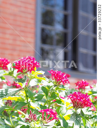 ペンタスの花 ペンタスの花 33729232