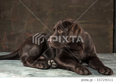 The portrait of a black Labrador dog taken against 33729311
