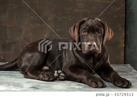 The portrait of a black Labrador dog taken against 33729313