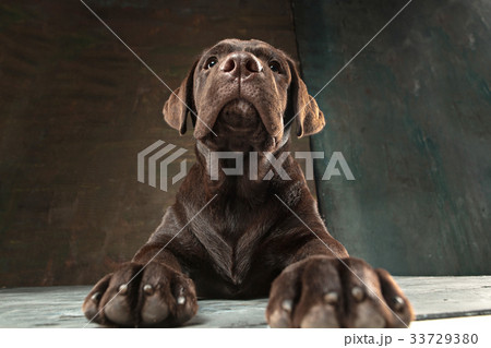 The portrait of a black Labrador dog taken against 33729380