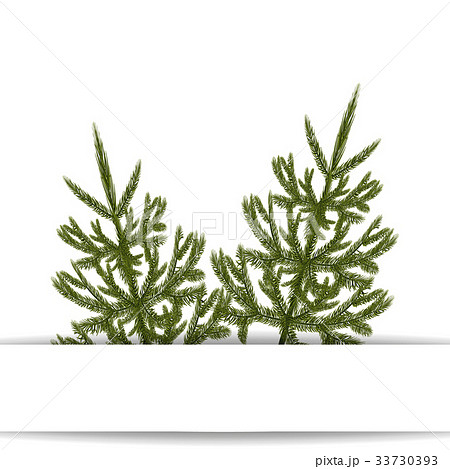 Symbol of the New Year. An image of two green fir 33730393
