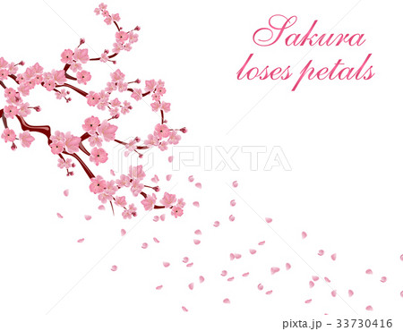 Branches with pink flowers and cherry buds. Sakura Branches with pink flowers and cherry buds. Sakura 33730416