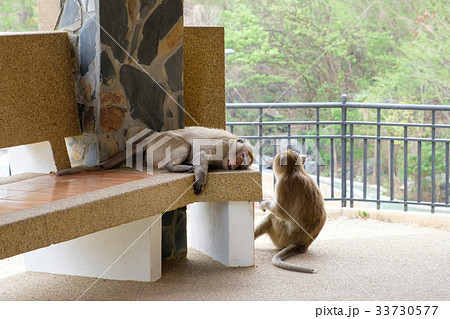 Two monkeys tired and looking 33730577