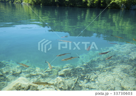 湖と魚 33730603