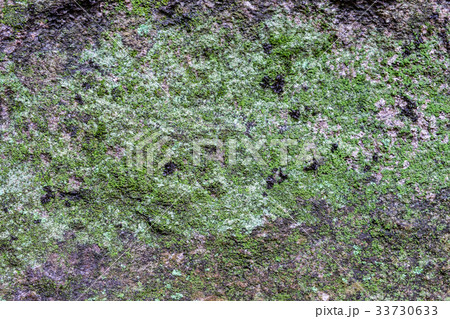 Lichen moss growth on stone in forest 33730633